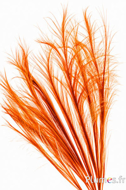 Fagiano Hoki - sbiancato - 45-55 cm - arancione